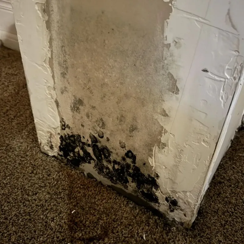 Professional Mold Removal in El Dorado Hills, CA